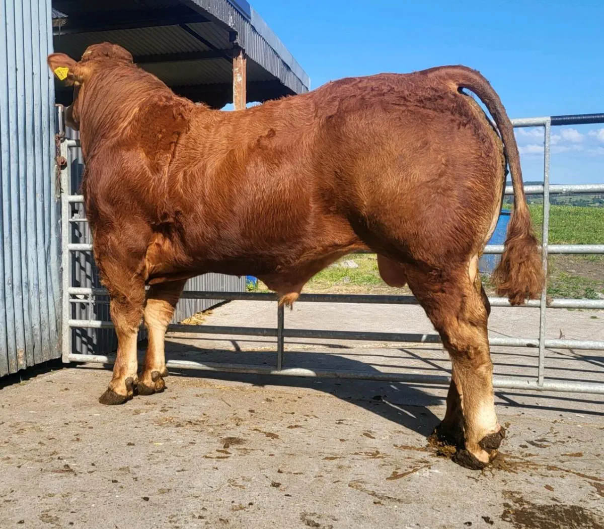 5 Star Powerful Proper Limousin Bull - Image 3