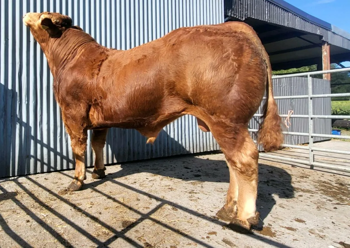 5 Star Powerful Proper Limousin Bull - Image 4