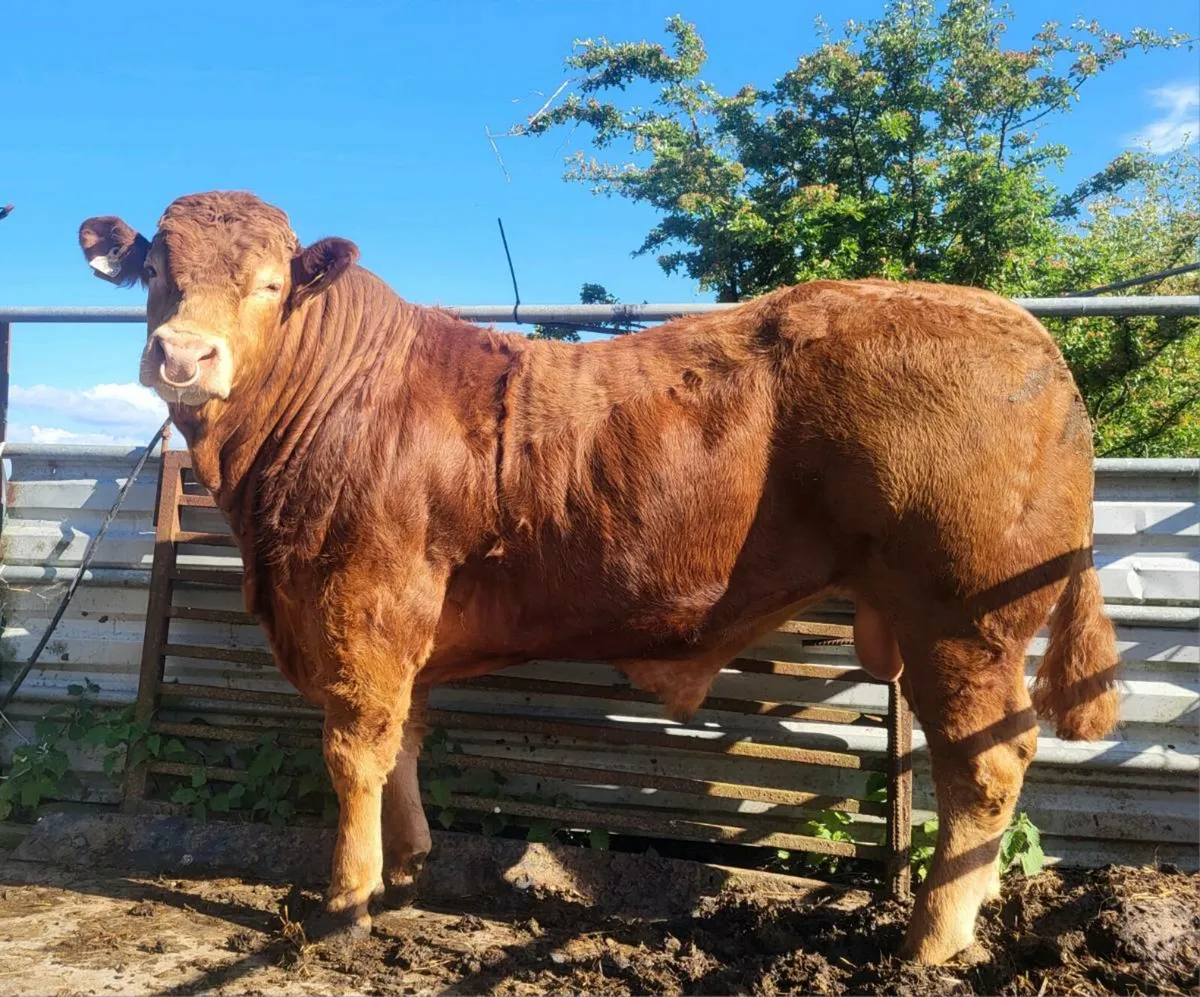 5 Star Powerful Proper Limousin Bull - Image 1