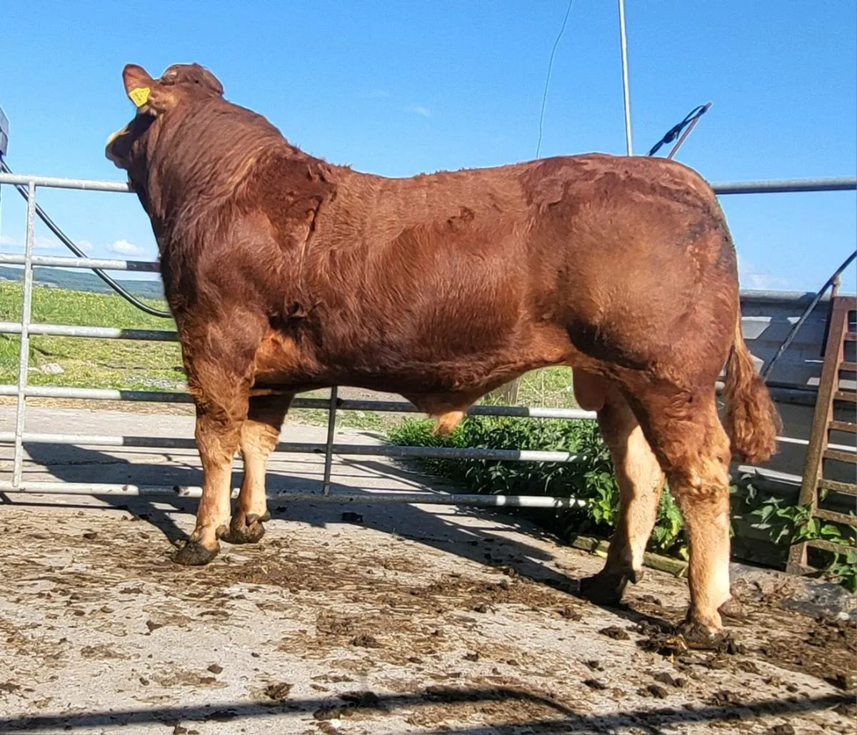 5 Star Powerful Proper Limousin Bull - Image 2