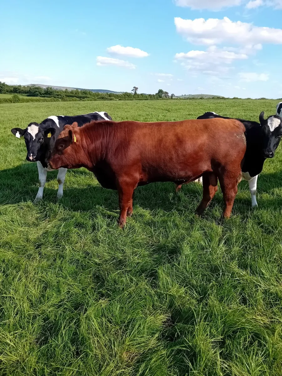 Aberdeen Angus Bulls - Image 4