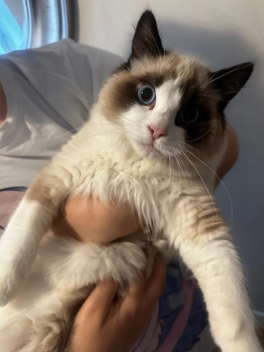 Cat - Image 1