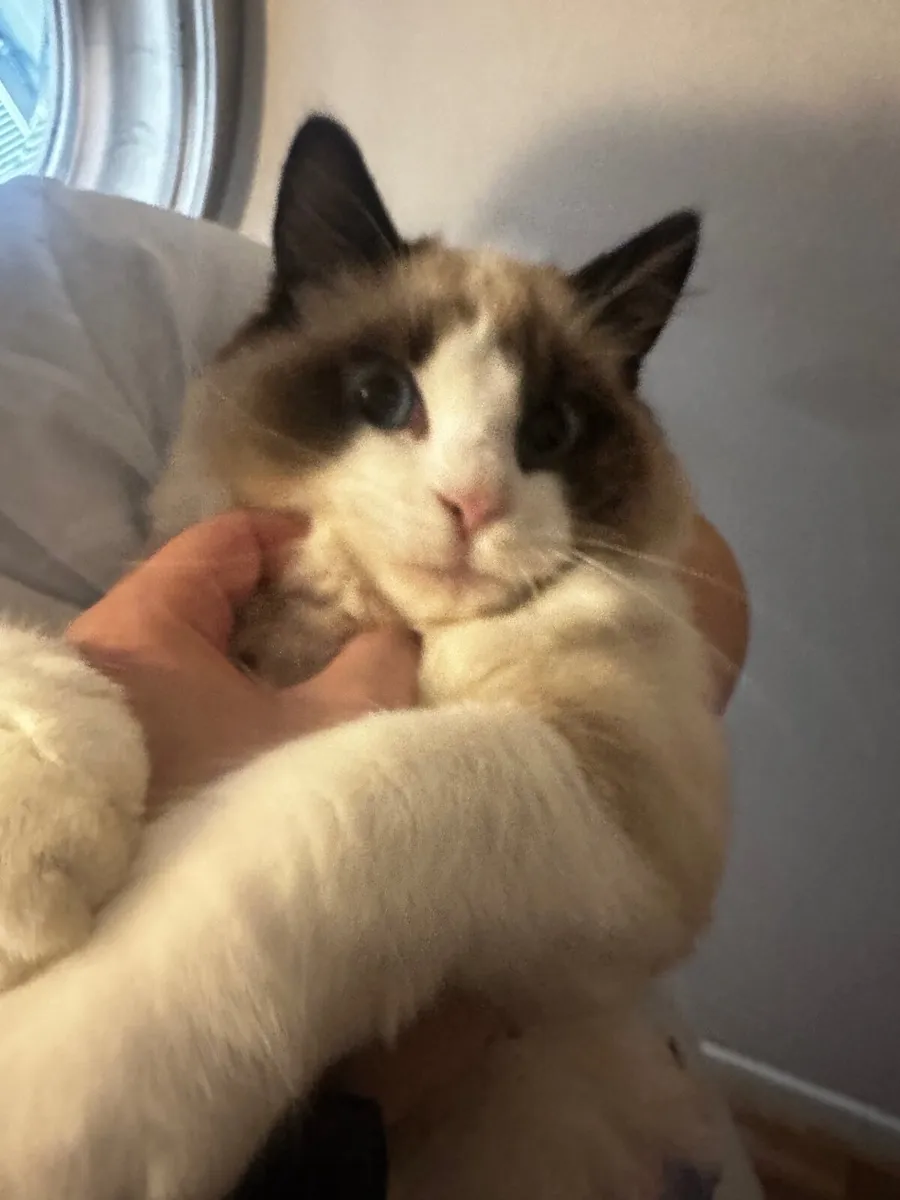 Cat - Image 2