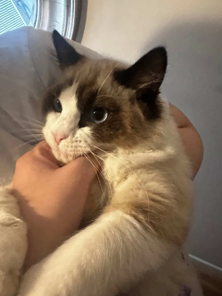 Cat - Image 3