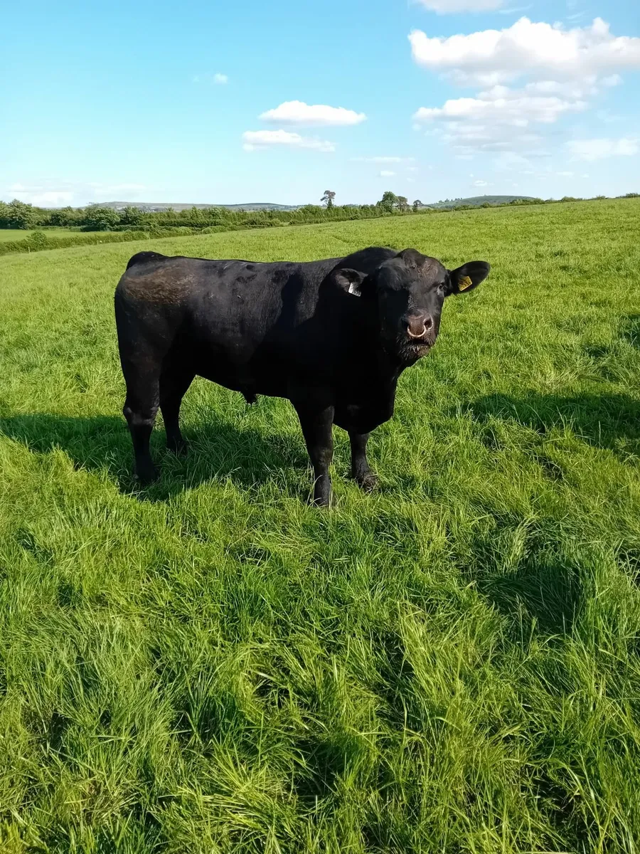 Aberdeen Angus Bulls - Image 2