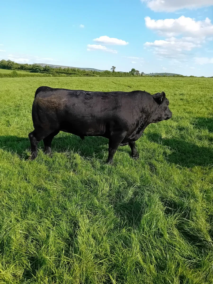 Aberdeen Angus Bulls - Image 3