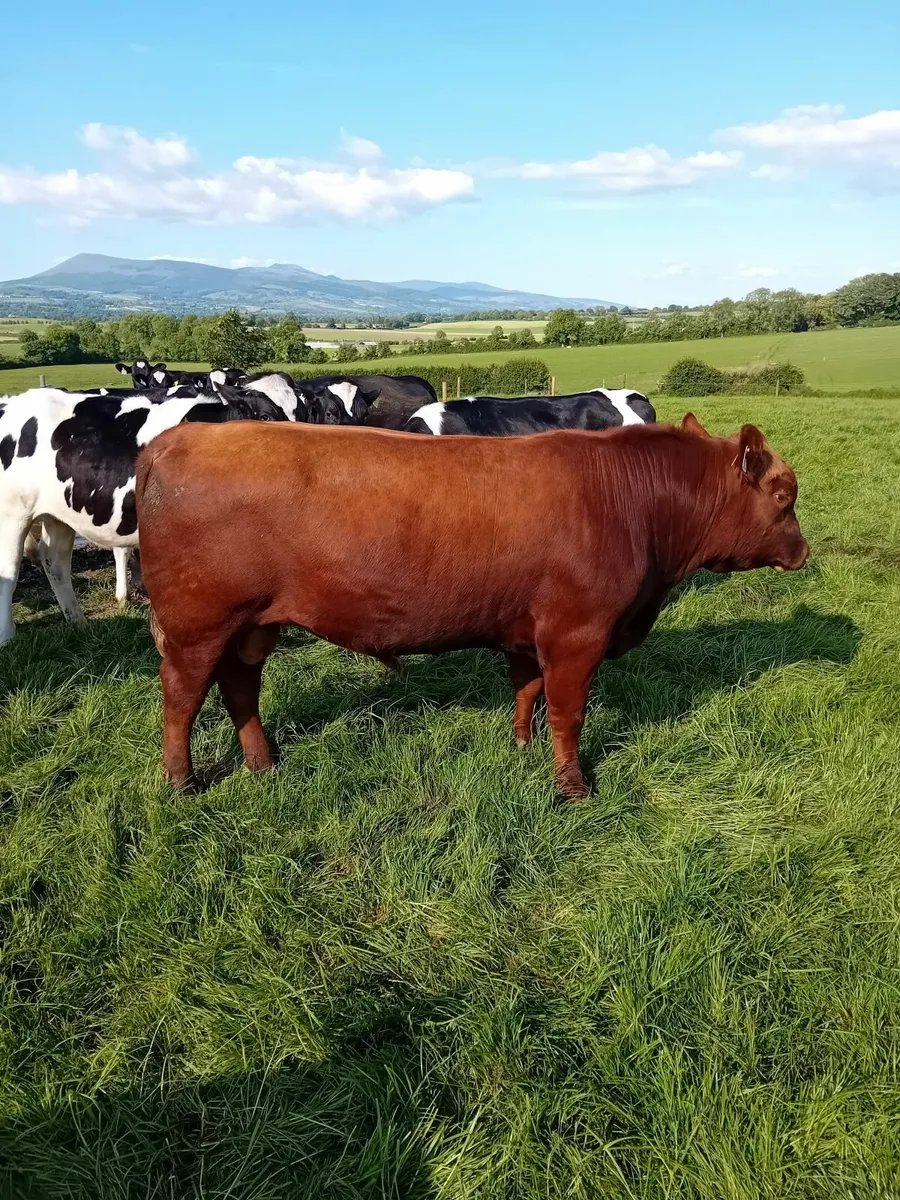 Aberdeen Angus Bulls - Image 1