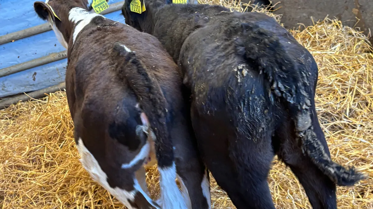 2 February Born Heifer Runners - Image 2