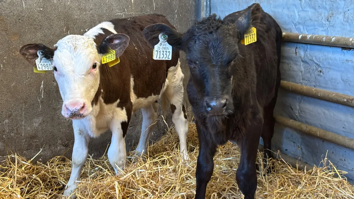2 February Born Heifer Runners - Image 1