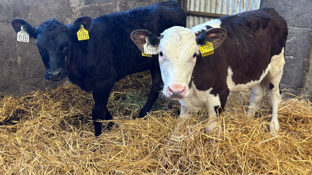 2 February Born Heifer Runners - Image 3