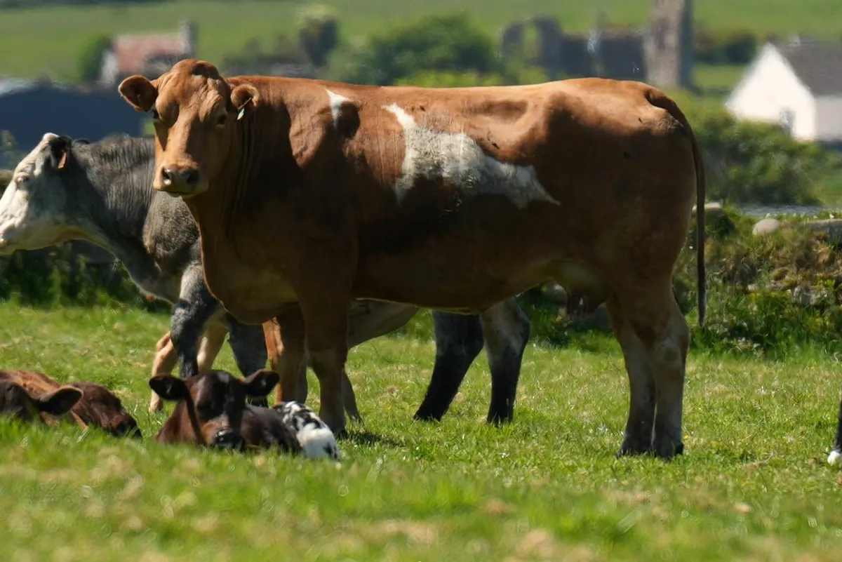 ⭐️ Limousin Cows & Show Blue Calves⭐ - Image 3