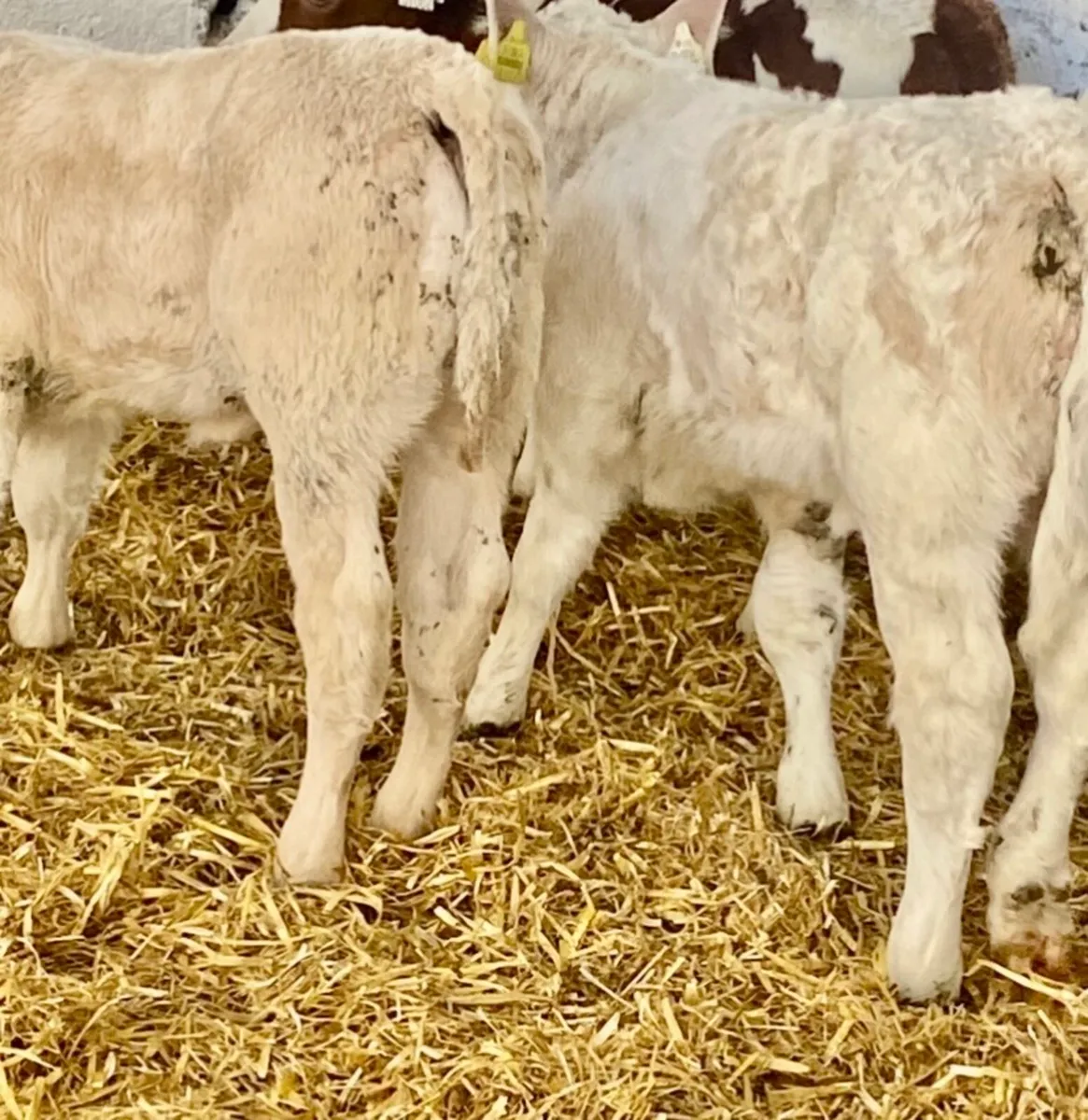 4 SERIOUS AI BRED SUCKLER  CH BULL CALVES - Image 1