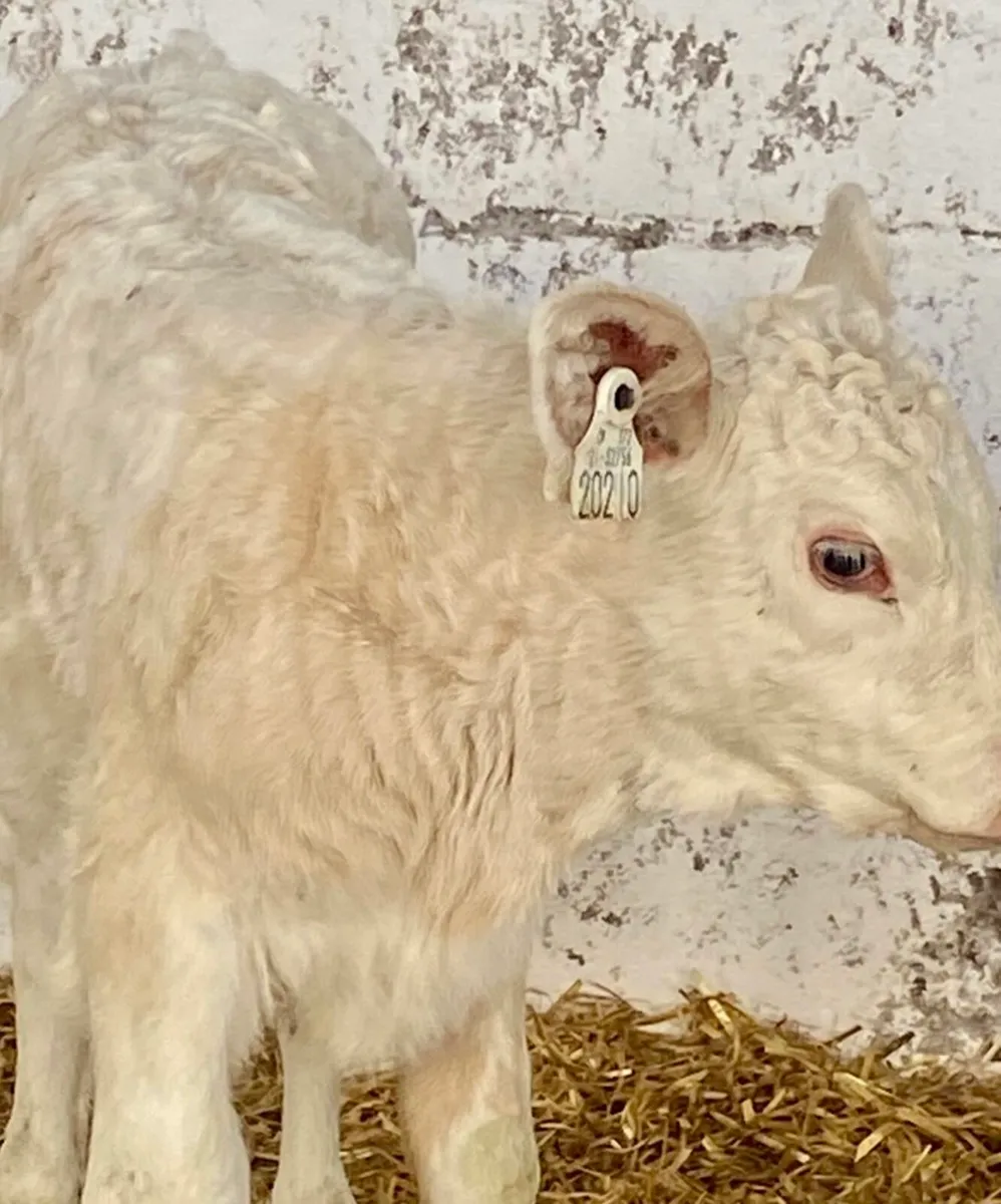 4 SERIOUS AI BRED SUCKLER  CH BULL CALVES - Image 2