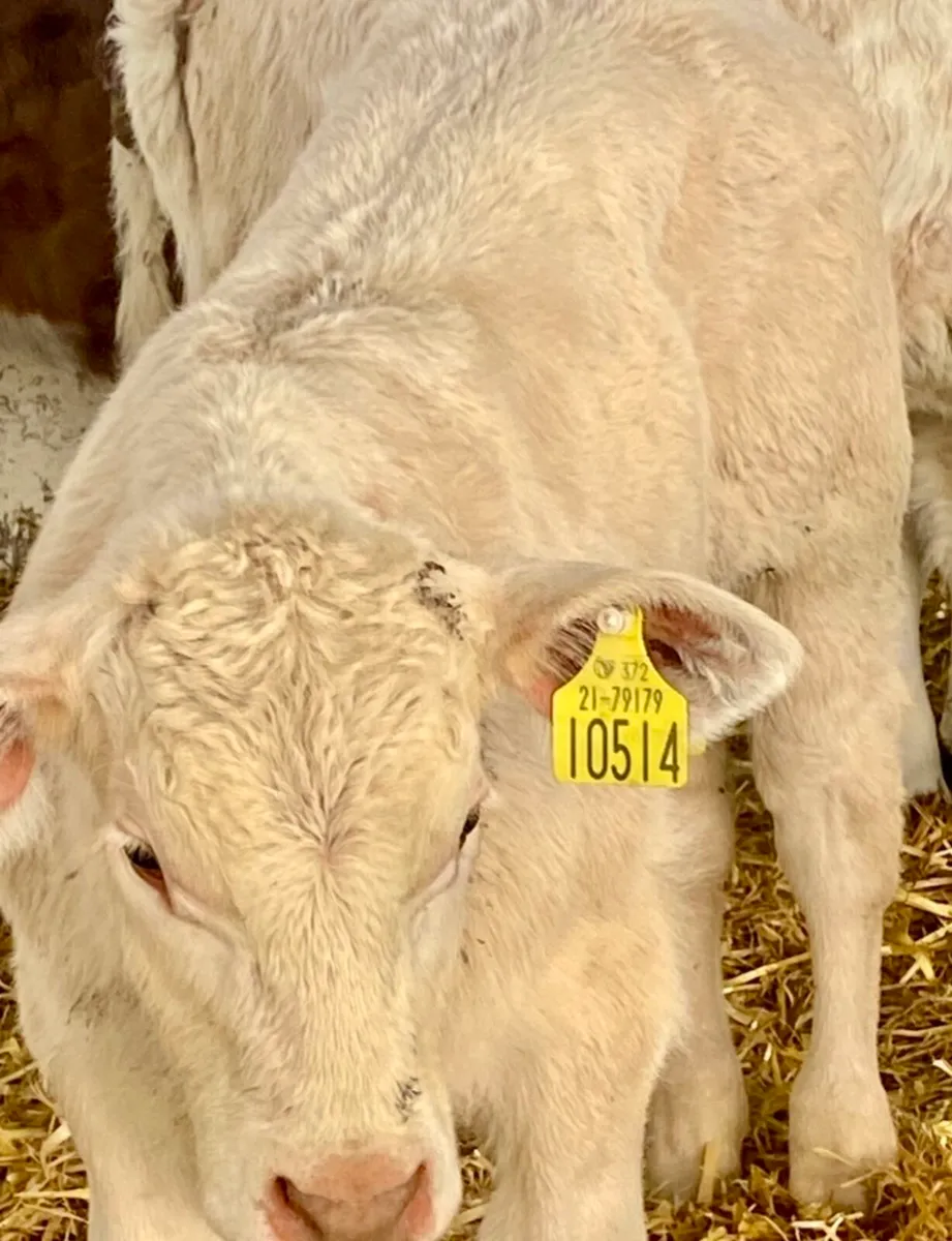 4 SERIOUS AI BRED SUCKLER  CH BULL CALVES - Image 3