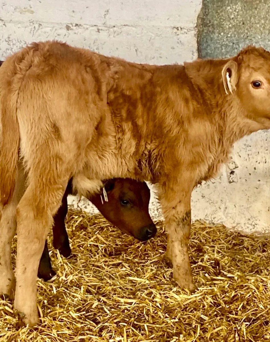 4 SERIOUS AI BRED SUCKLER  CH BULL CALVES - Image 4