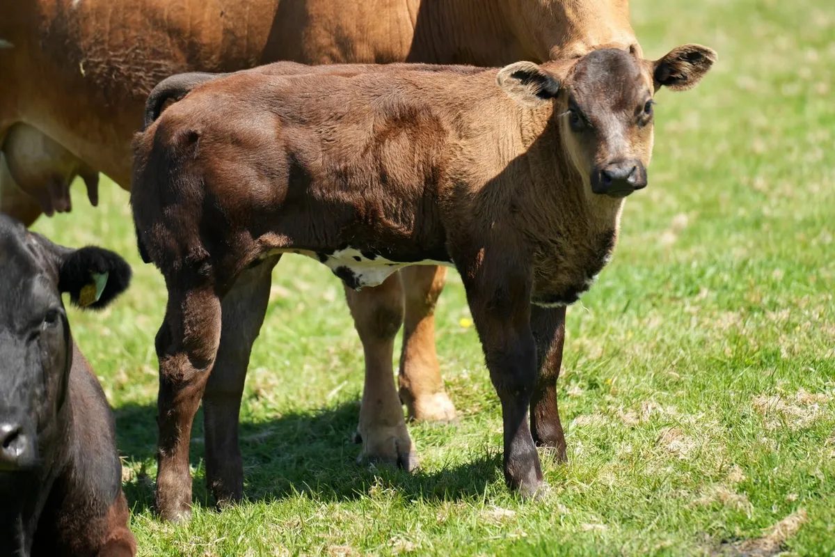 ⭐️ Limousin Cows & Show Blue Calves⭐ - Image 4