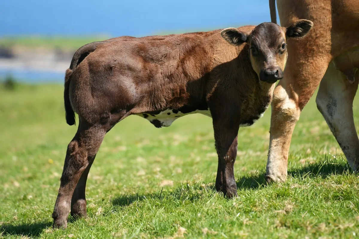 ⭐️ Limousin Cows & Show Blue Calves⭐ - Image 2