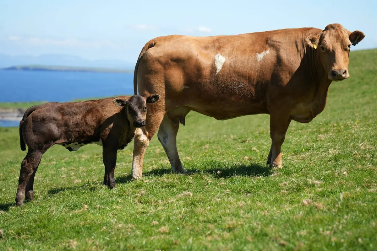 ⭐️ Limousin Cows & Show Blue Calves⭐ - Image 1