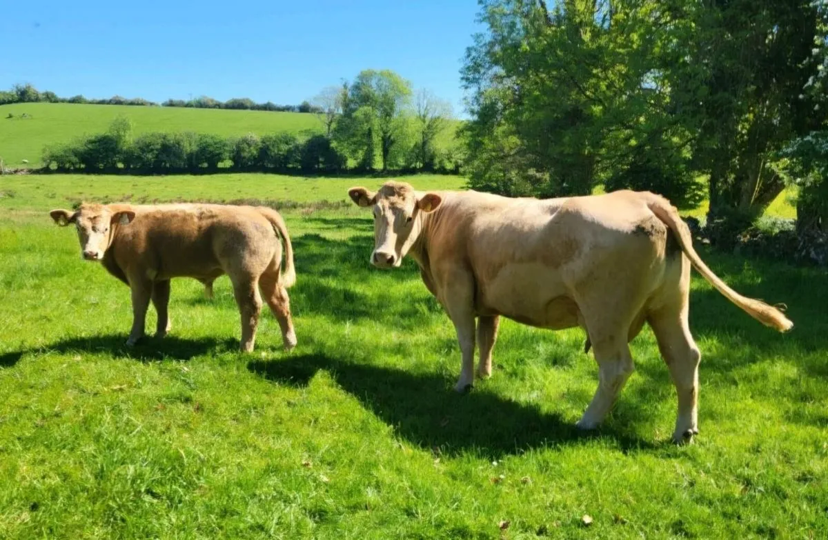 Cow and Calf - Balla Mart 24th May - Image 2