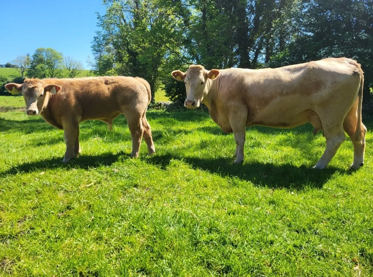 Cow and Calf - Balla Mart 24th May - Image 3
