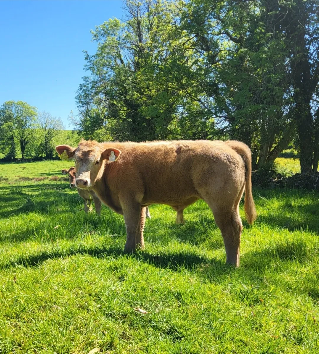 Cow and Calf - Balla Mart 24th May - Image 4