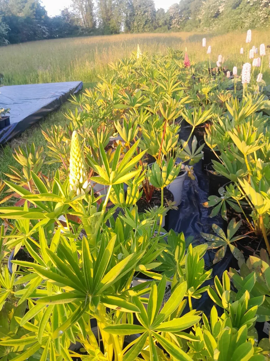 Plants/flowers - Image 2