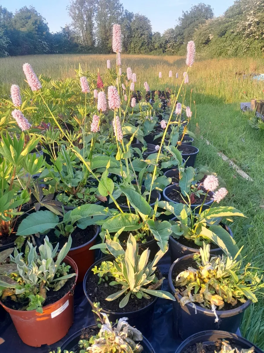 Plants/flowers - Image 3