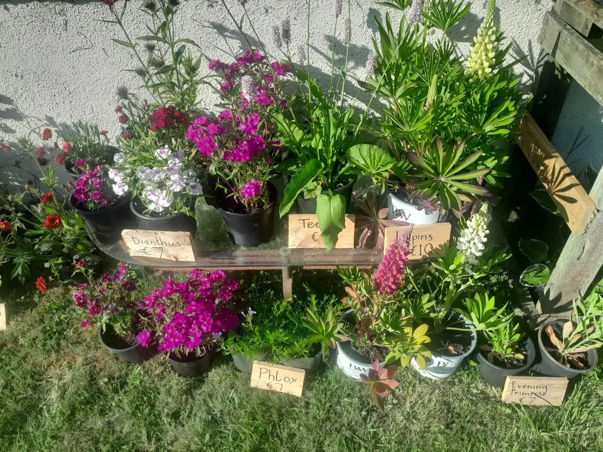 Plants/flowers - Image 1