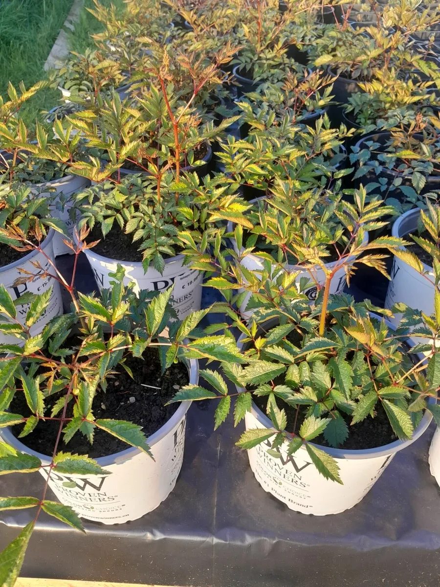 Plants/flowers - Image 4