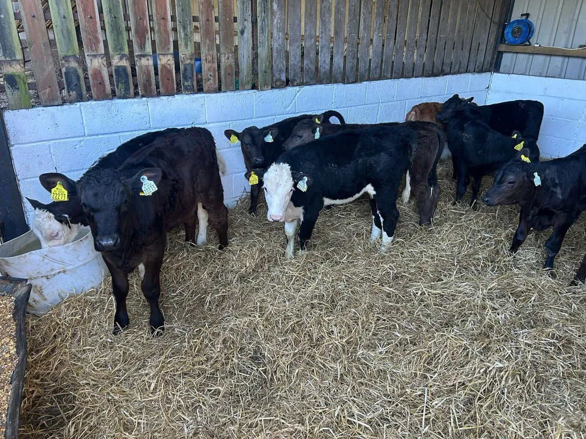 10 once a day calves - Image 1