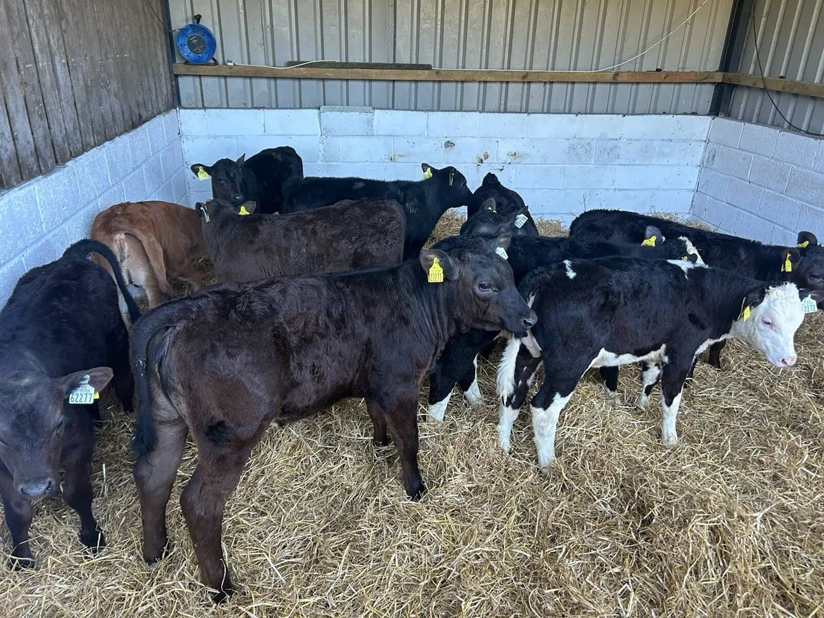 10 once a day calves - Image 2