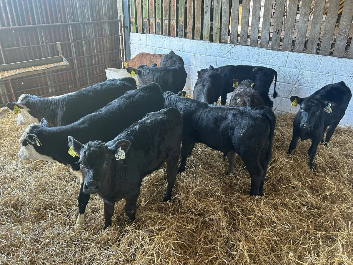10 once a day calves - Image 4