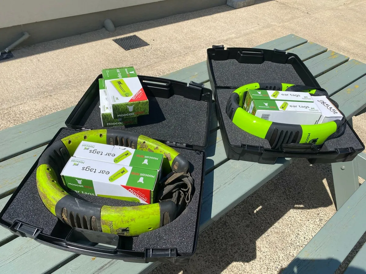 Moocall Heat Collars