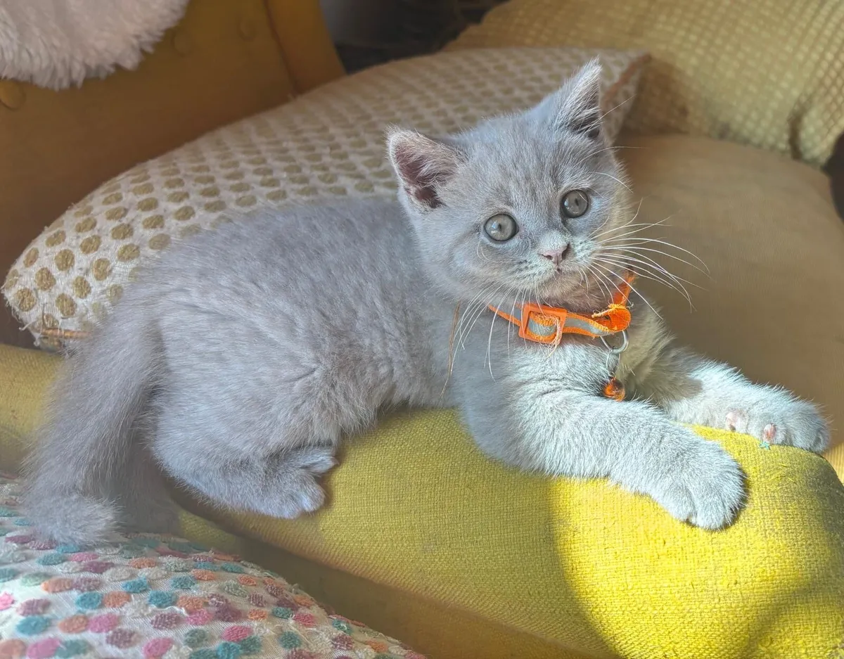 British shorthair - Image 1