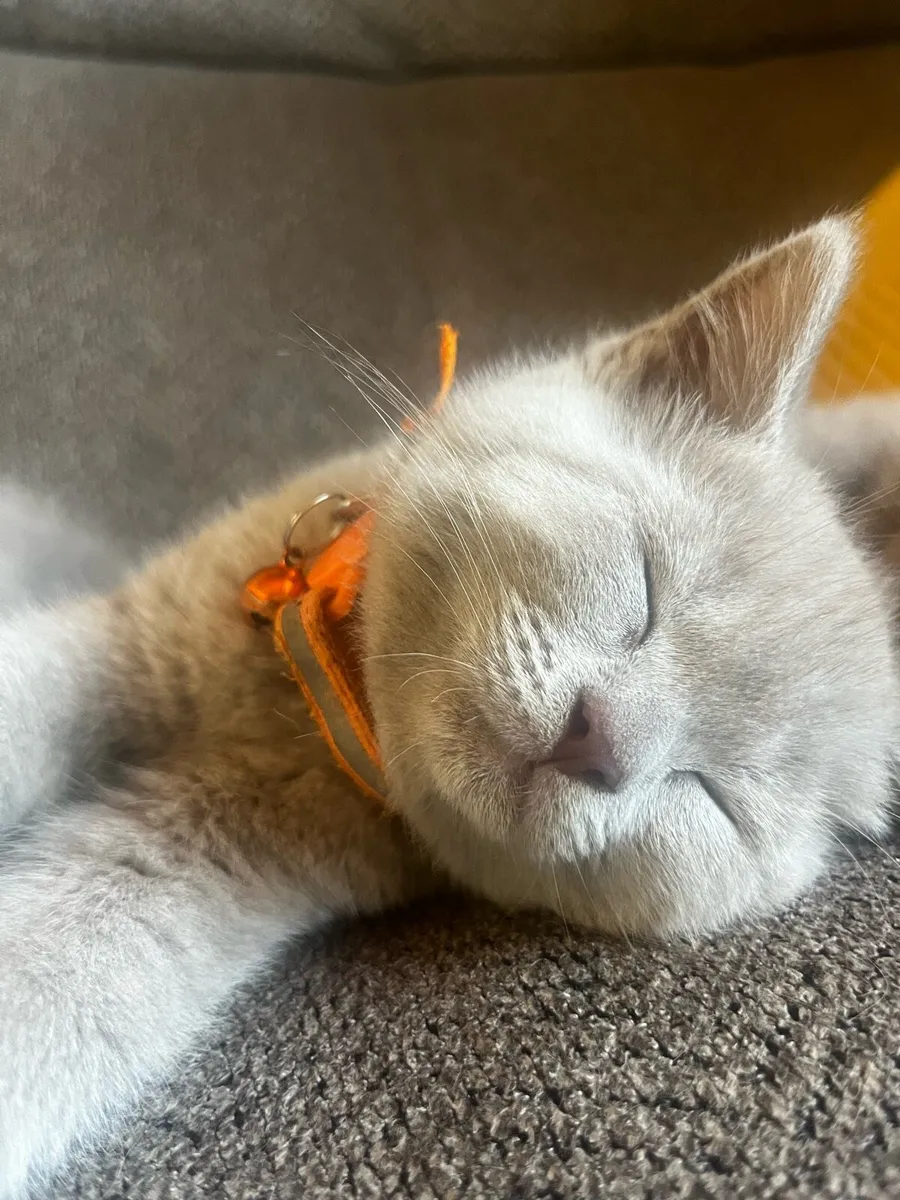 British shorthair - Image 2