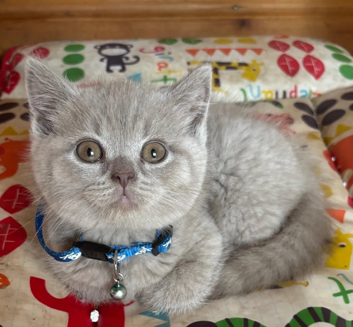 British shorthair - Image 3