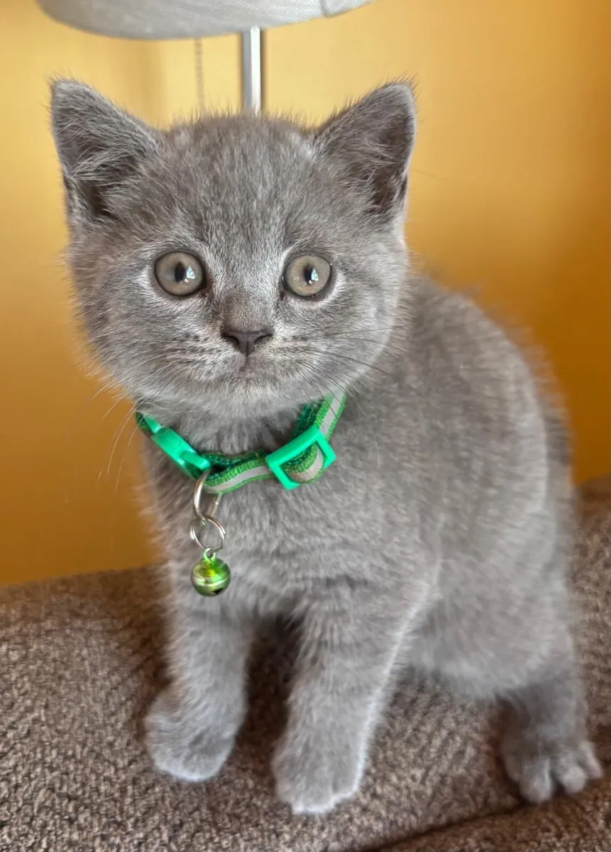 British shorthair - Image 4