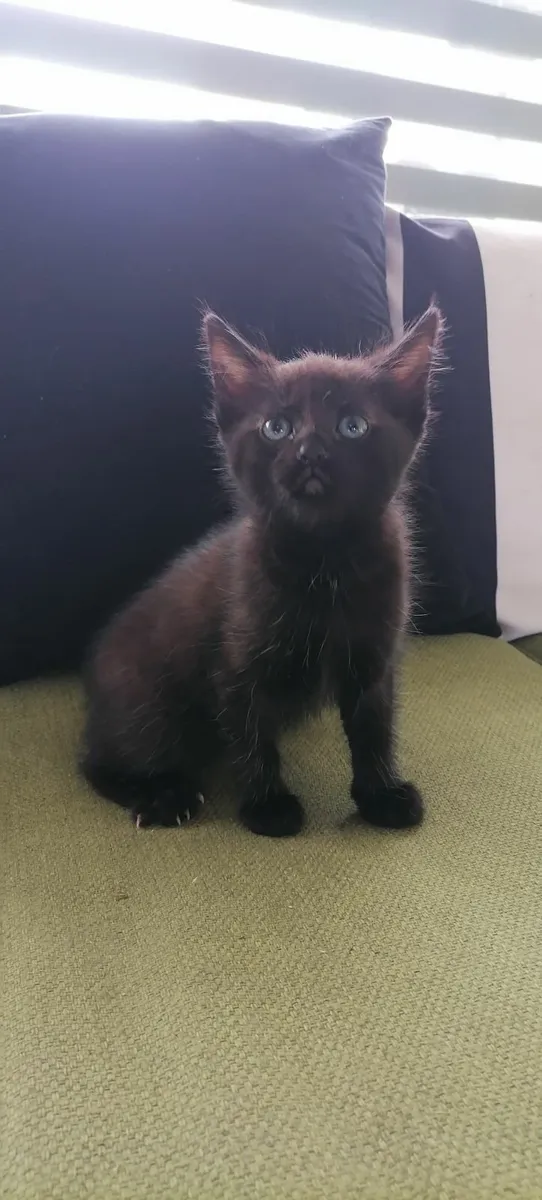 Kittens - Image 2