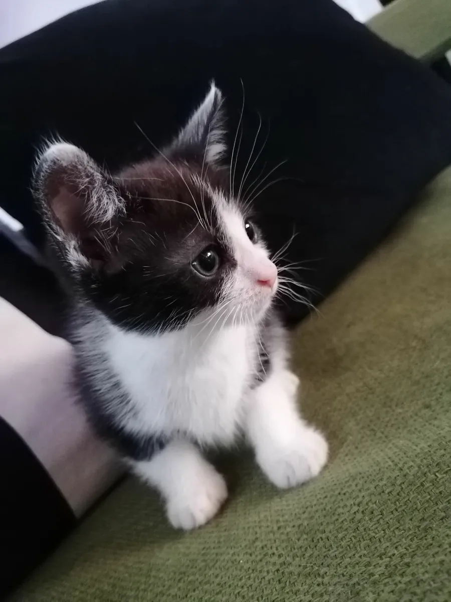 Kittens - Image 1
