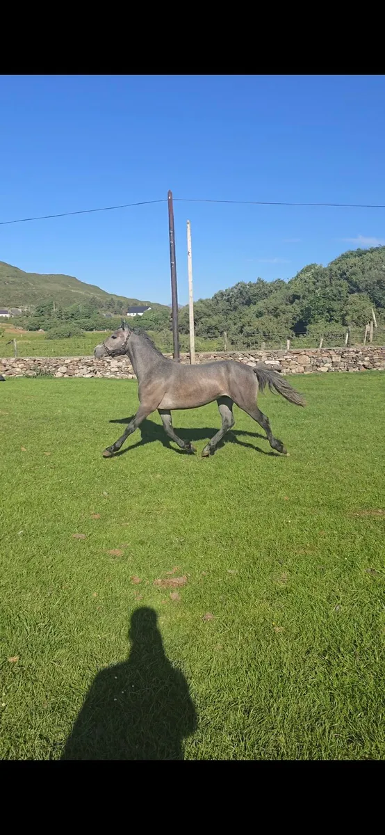 2yr Old Connemara Colt - Image 1