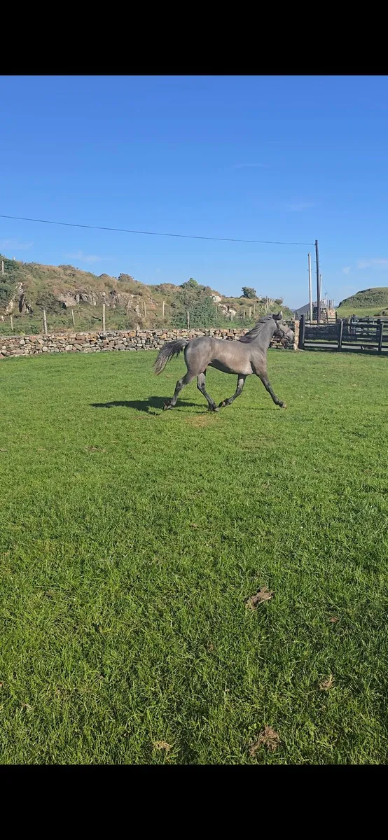 2yr Old Connemara Colt - Image 2
