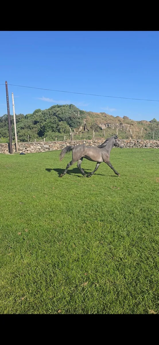 2yr Old Connemara Colt - Image 3