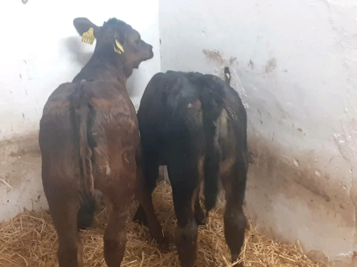 Limousin Heifer Calves - Image 1