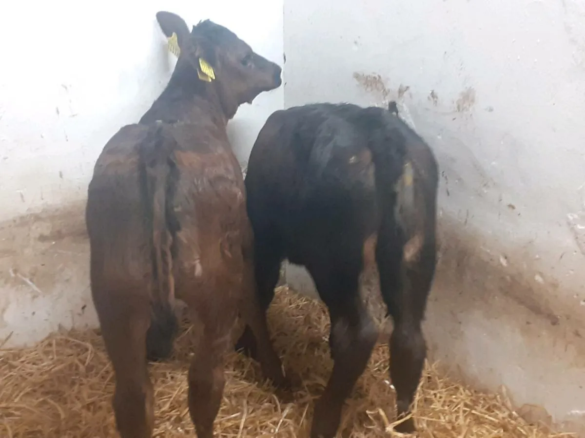 Limousin Heifer Calves - Image 2