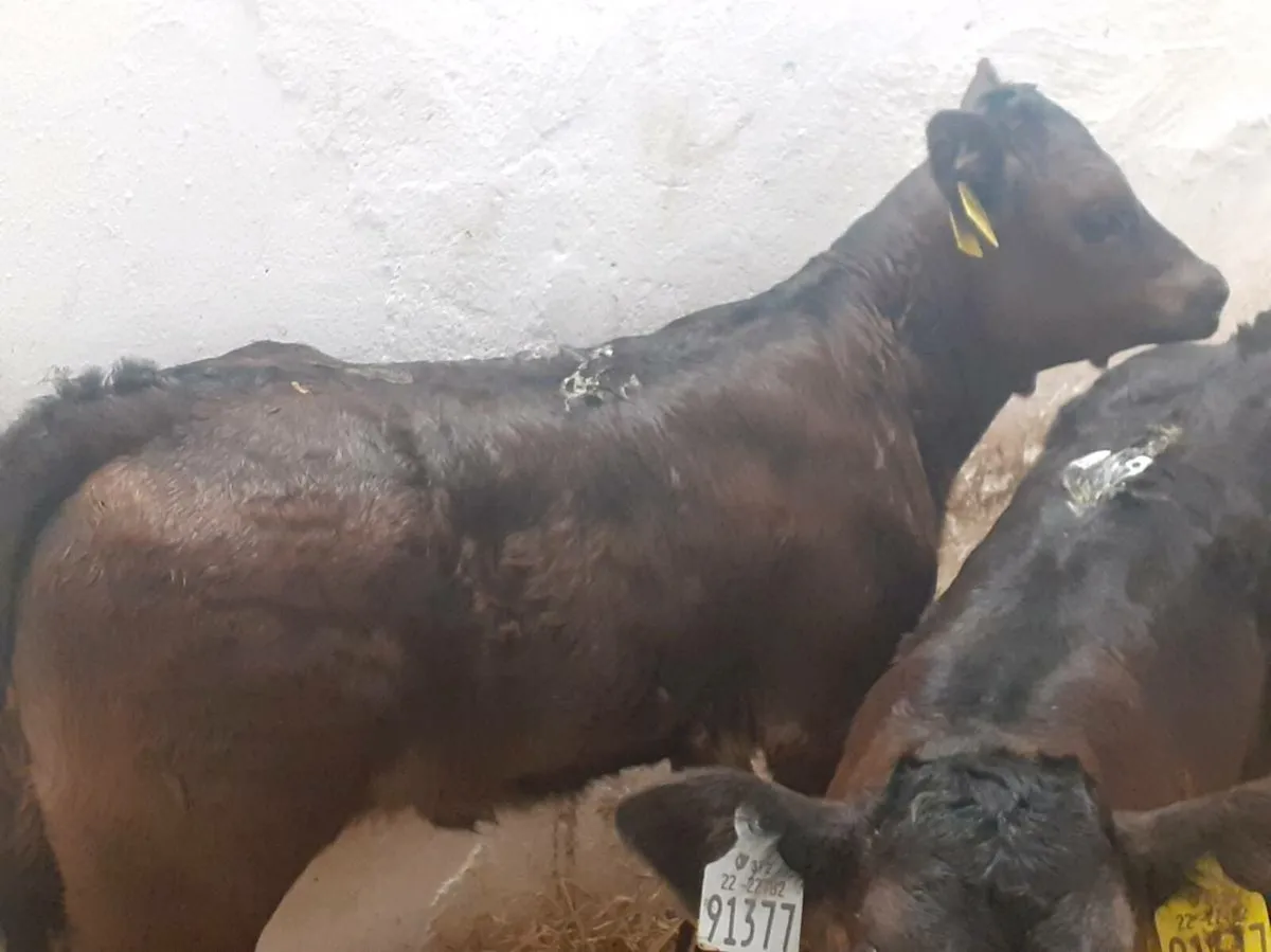 Limousin Heifer Calves - Image 3