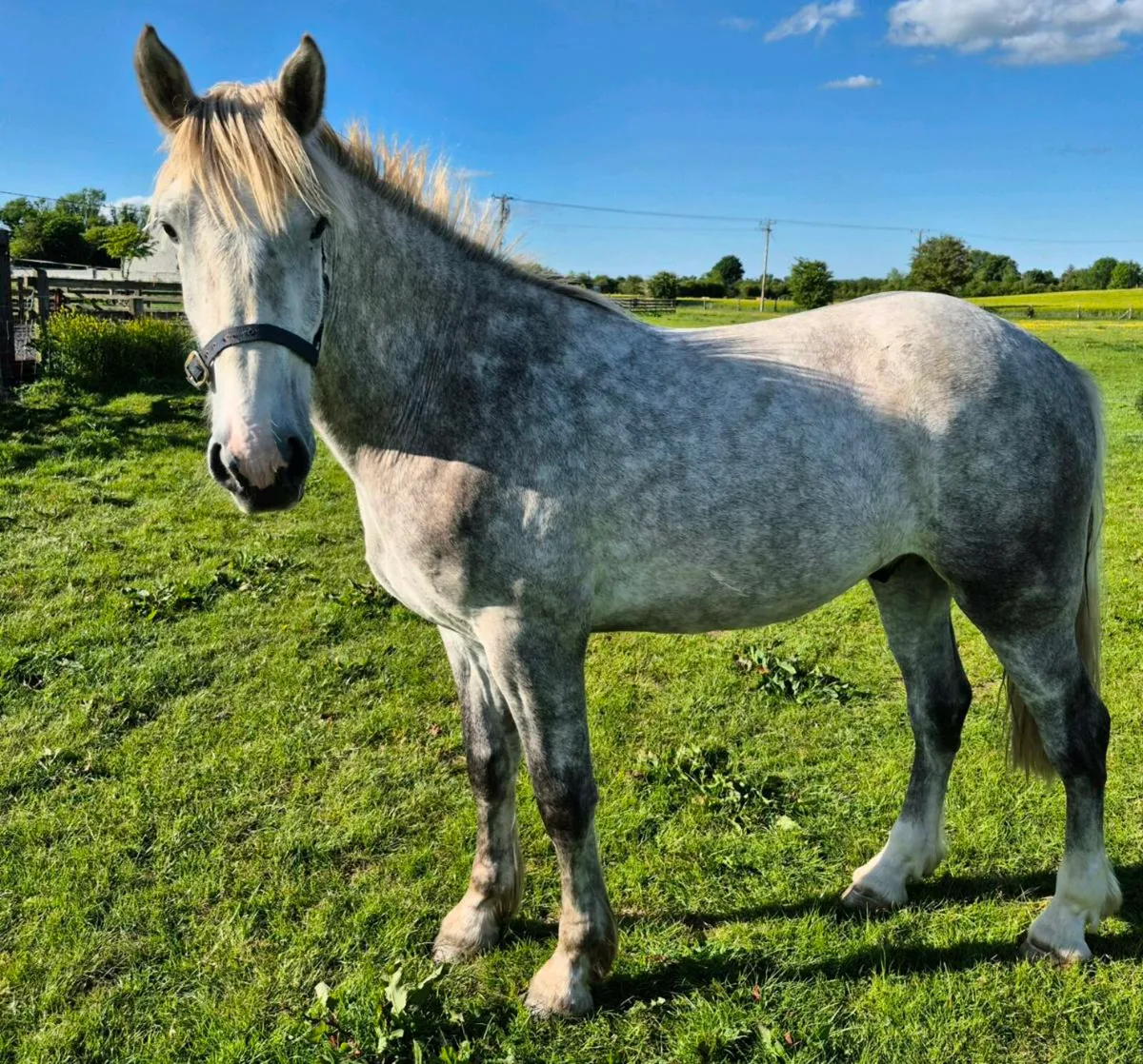 3yo RIDGelding - Image 1