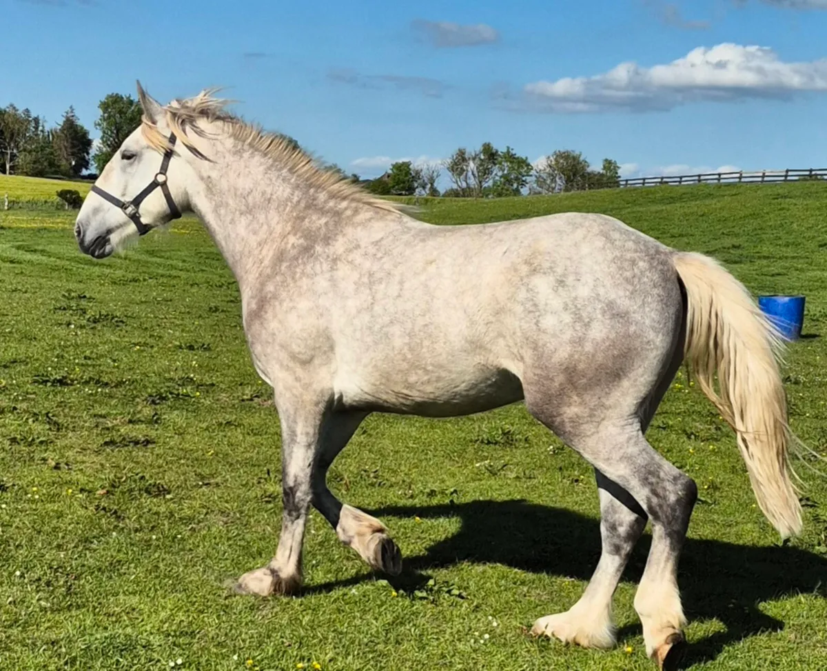3yo RIDGelding - Image 2
