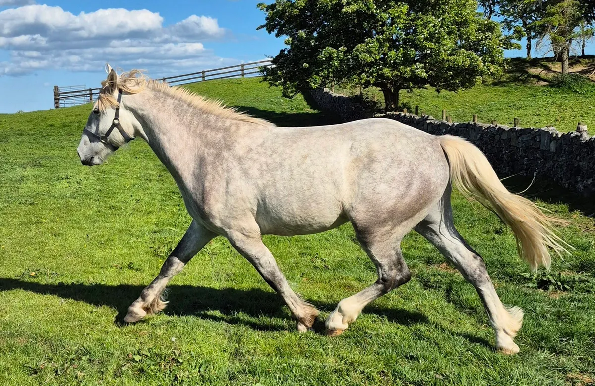 3yo RIDGelding - Image 4