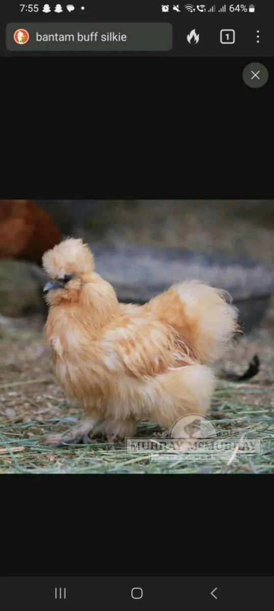 Looking for buff bantam silkie hatching eggs