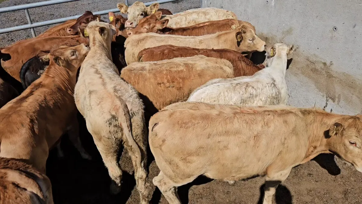 20 Smashing Store Heifers* - Image 3